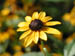 black-eyed_susan