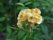 celosia