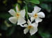 confed_jasmine