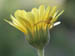crab_spider