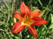 daylily