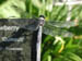 dragonfly1
