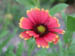 gaillardia