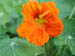 nasturtium