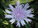 stokes_aster