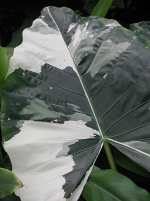 ../images/camo_leaf.jpg