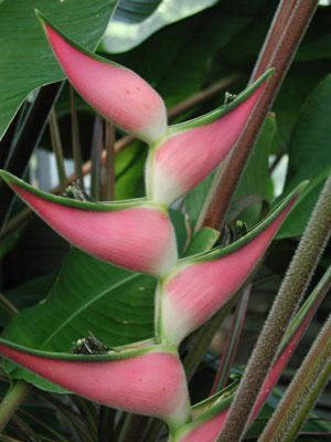 ../images/heliconia.jpg