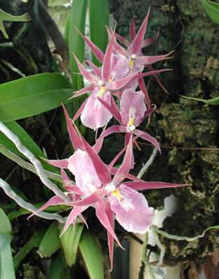 ../images/pink_orchids.jpg