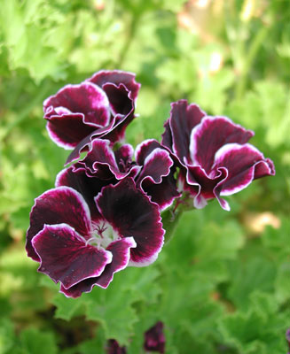 ../images/regal_geranium.jpg