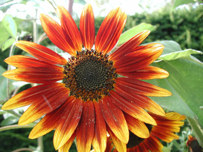../images/sunflower.jpg