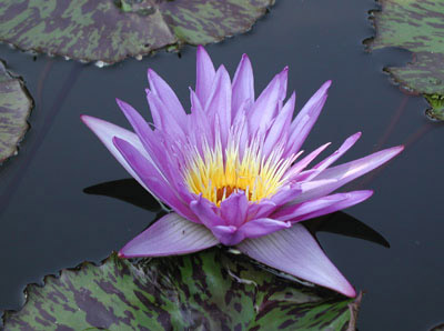 ../images/purple_lily.jpg