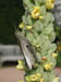 grasshopper_on_mullein