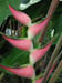 heliconia