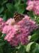 moth_on_sedum