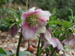 hellebore