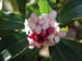 winter_daphne