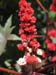 02_redstalk