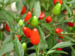 peppers