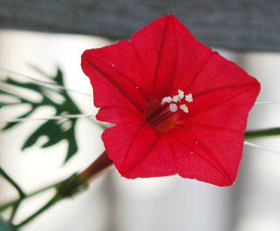 ../images/cclimber.jpg