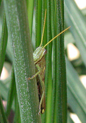 ../images/grasshopper.jpg