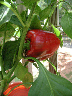 ../images/redpepper.jpg