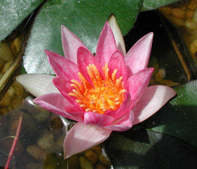 ../images/waterlily.jpg