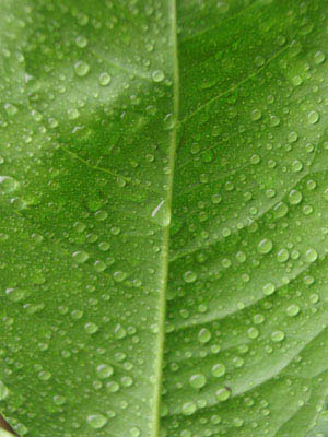 ../images/wetleaf.jpg