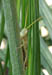 grasshopper