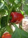 redpepper