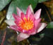 waterlily