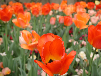 ../images/tulips.jpg