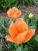 peach_tulips