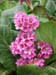 pink_flowers