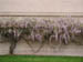 wisteria
