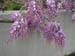 wisteria_close