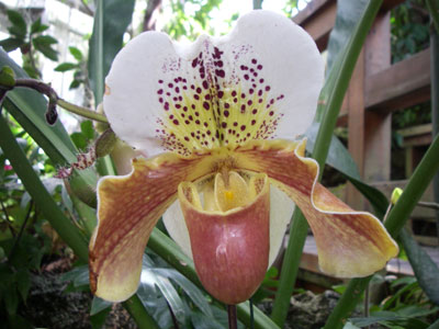 ../images/30_orchid.jpg