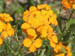 21_erysimum