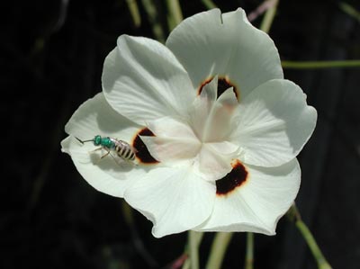 ../images/11_african_iris.jpg