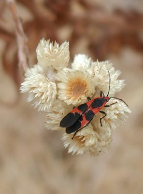 ../images/42_bug_everlasting.jpg