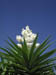 13_palm_flowers