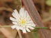 39_cliff_aster