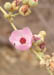 43_bush_mallow