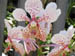 54_orchids