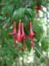 56_fuchsia