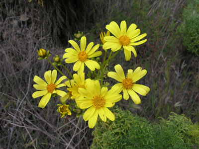 ../images/01_yellow.jpg
