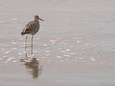 ../images/19_godwit.jpg