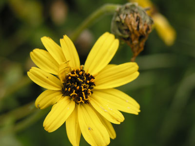 ../images/33_yellow.jpg