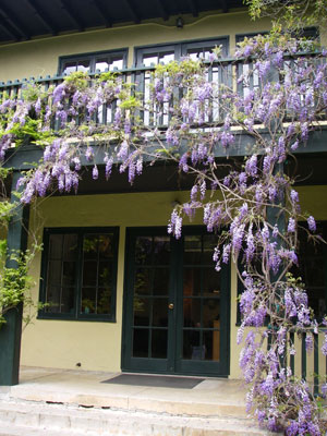 ../images/40_wisteria.jpg