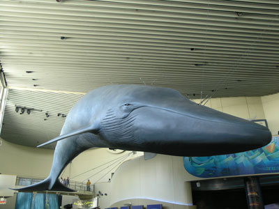 ../images/41_whale.jpg