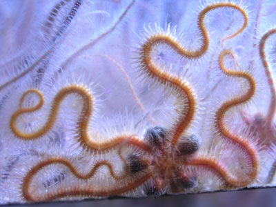 ../images/43_brittlestar.jpg